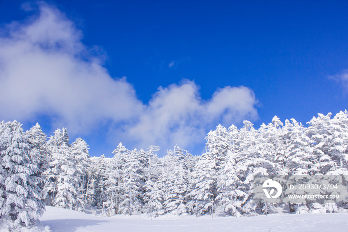 積雪した八ヶ岳の樹林