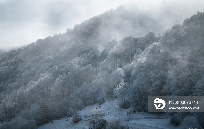 winter mountain landscape with frosty forest