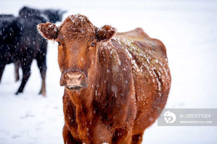 暴风雪中一头棕色奶牛的特写