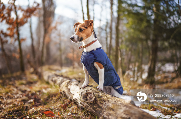 Small Jack Russell terrier in dark blue winter jacket leaning on fallen tree with grass and snow pat