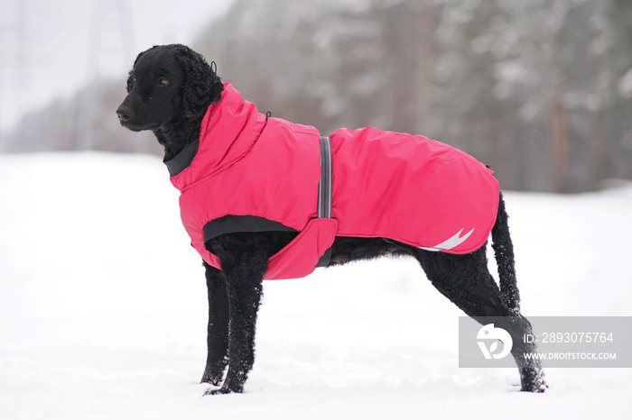 Black curly coated Retriever dog staying  on a snow wearing a warm pink dog coat in winter