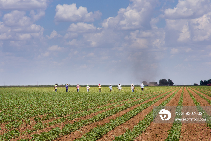 Texas farm