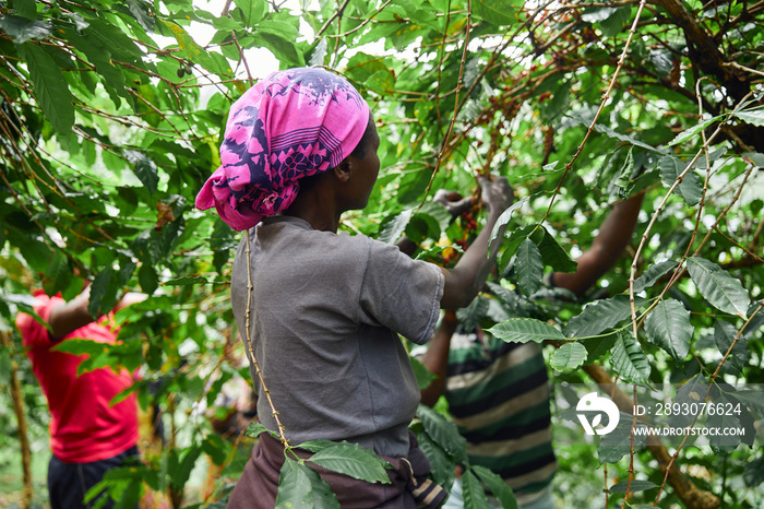 非洲工人在茂密的树林里种植咖啡豆