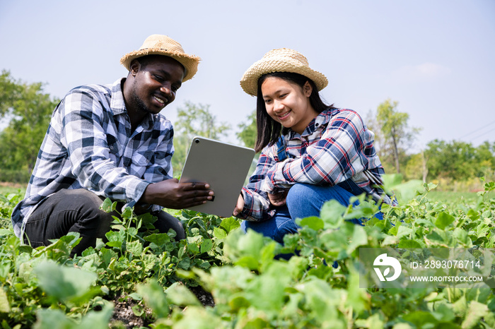 非裔美国农民拿着平板电脑搜索信息，查看农业中的新鲜花生，