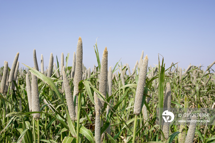 Pearl Millet Field in Rajasthan India. The Crop is Know as Bajra or Bajri Agriculture