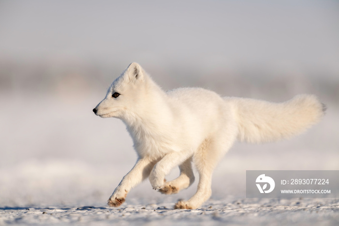 Arctic Fox