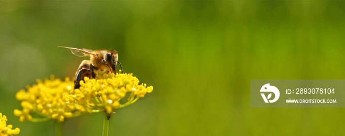 蜜蜂从花朵中收获花粉