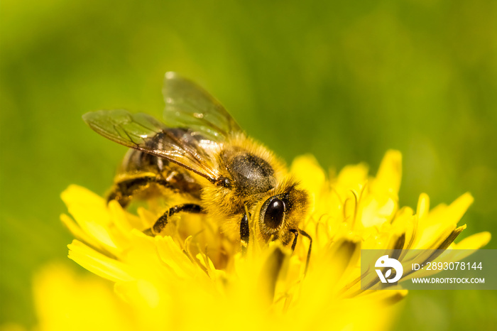 蜜蜂身上覆盖着黄色花粉，从蒲公英花中采集花蜜。环境生态苏