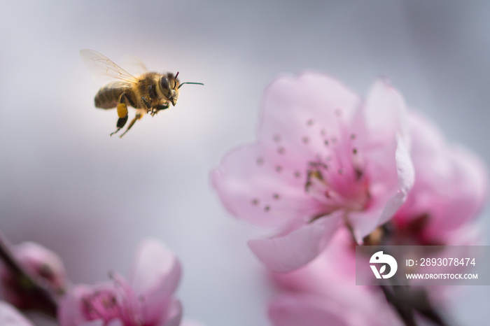 Bee Abeille en vol vers une fleur de pêcher