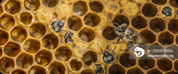 新蜜蜂-3:1放大，显微镜图像