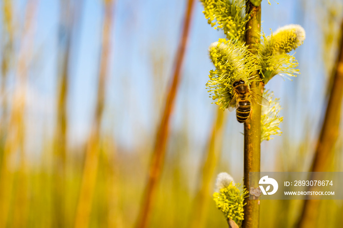 Honey bee collecting pollen from a willow flower in spring time.