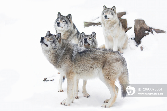 加拿大站在雪地里的木狼或灰狼犬狼疮