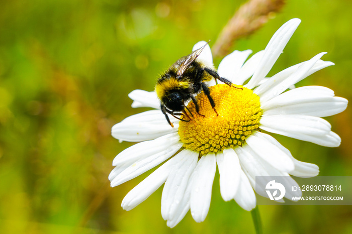 bumble bee sucks flower nectar from daisies