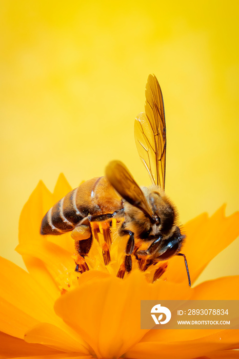 黄色花朵上的小蜜蜂或矮蜜蜂（Apis flora）在天然背板上采集花蜜的图像