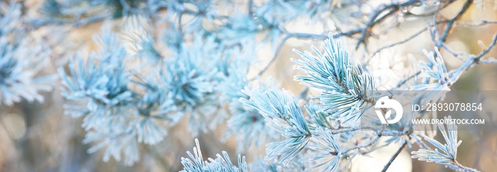 Young pine tree branch with a cone covered with hoarfrost, needles close-up. Evergreen coniferous fo