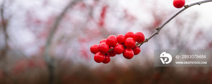 Winterberry Holly or Ilex Verticillata fruits in winter. Vibrant red berries in the wilderness. Abst