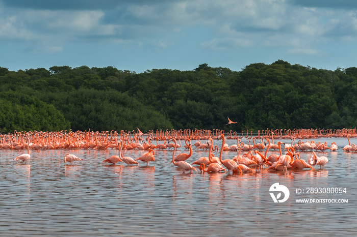 View of pink flamingos in Celestun, Mexico