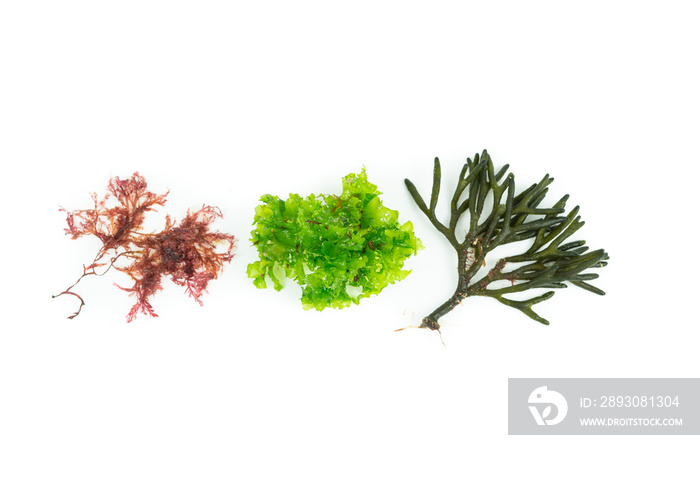 白色背景下的三种不同藻类。绒毛鳕鱼、盖尔迪藻和乳Ulva lactuca。