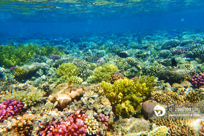 coral reef in Egypt