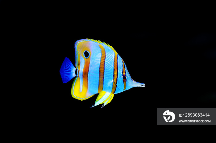 Chelmon copperband butterfly fish in reef aquarium