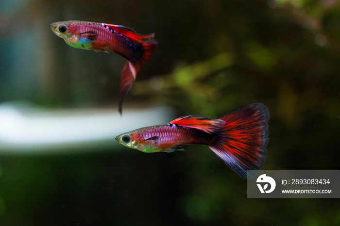 Colorful male  guppy (Poecilia reticulata)