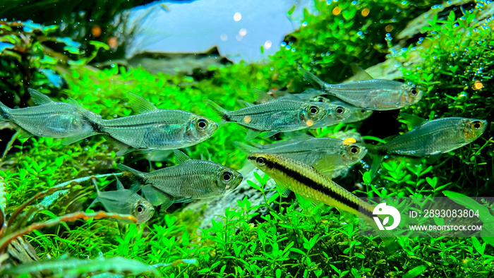 The Siamese Algae-eater (Crossocheilus siamensis) with Costae Tetra (Moenkhausia costaea). Flock of 