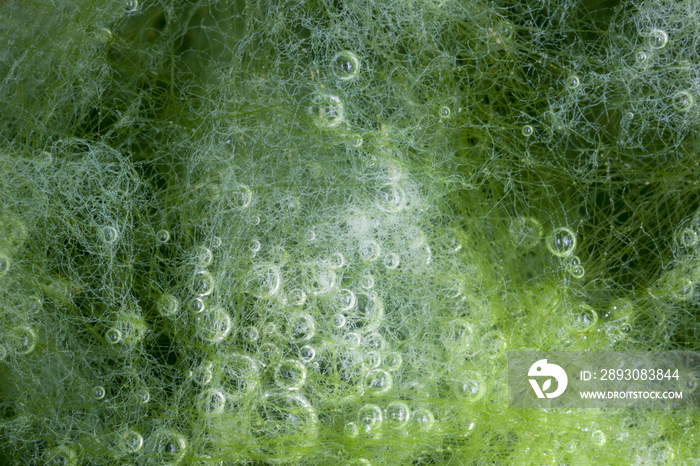 macro of thallophytic plant on a surface of water or green algae