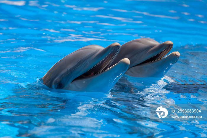 Funny dolphins in the pool during a show at a zoo