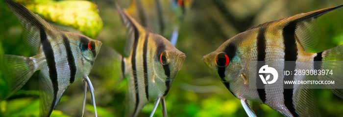 水族馆里的Angelfish Ptephyllum scalare