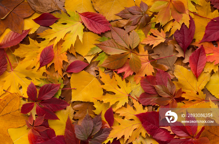 Colored pillow of fresh fallen autumn leaves