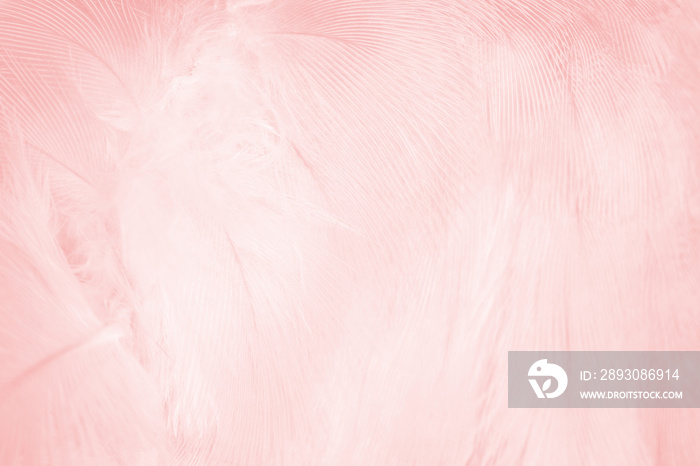 Beautiful line soft pink feather pattern texture background