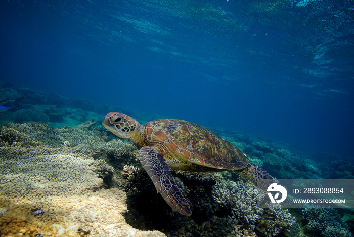 Sea Turtle in Ningaloo Coral Reef in Western Australia