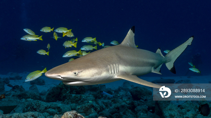 马尔代夫的黑鳍鲨（Carcharhinus limbatus）