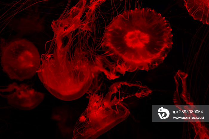 red jellyfish on black background