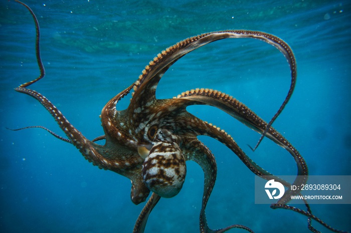 Octopus in Hawaiian Water
