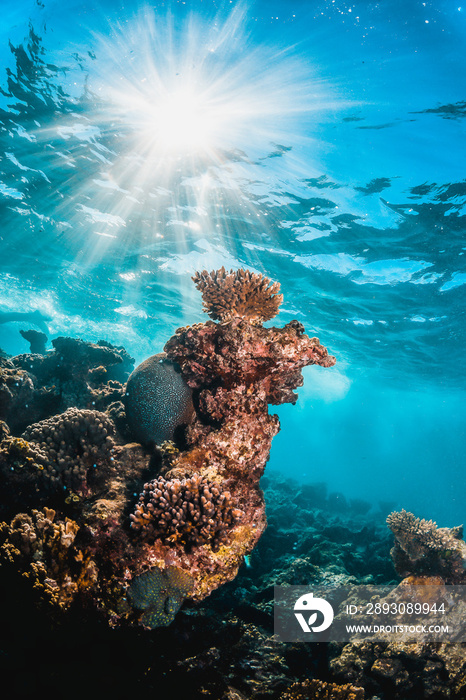 Colorful coral reef in clear blue water