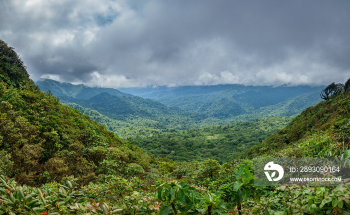 覆盖哥斯达黎加博斯克-努博索-蒙特韦尔德的云雾森林