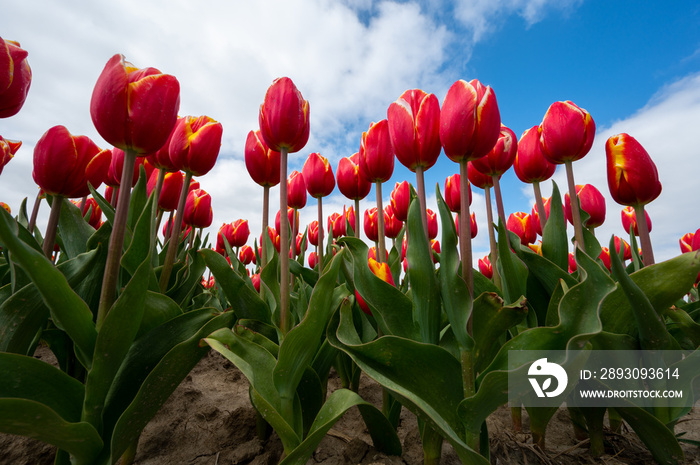 Tulip bulbs production industry, red tulip flowers fields in blossom in Netherlands up view