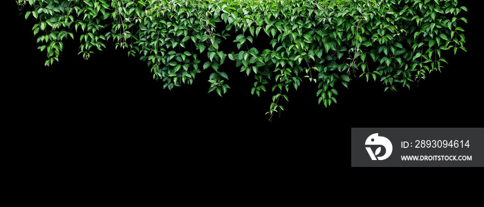Hanging vines ivy foliage jungle bush, heart shaped green leaves climbing plant nature backdrop bann