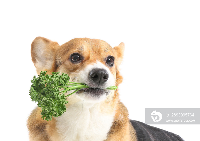 可爱的柯基犬，白底欧芹