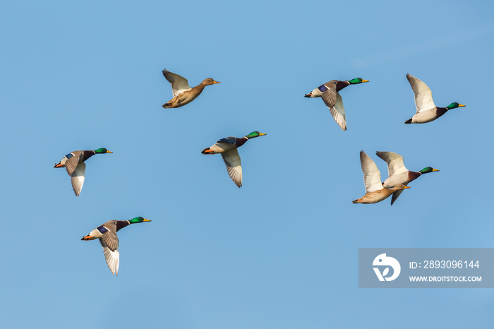 蓝天上一群会飞的绿头鸭