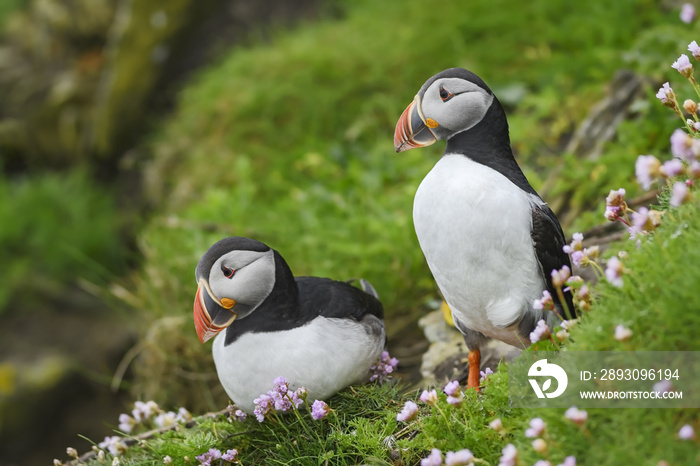 大西洋Puffin-Fratercula arctica，设得兰群岛，英国