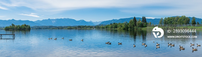 Staffelsee Panorama bei Murnau in Bayern mit Alpenblick am Horizont und Enten auf dem See