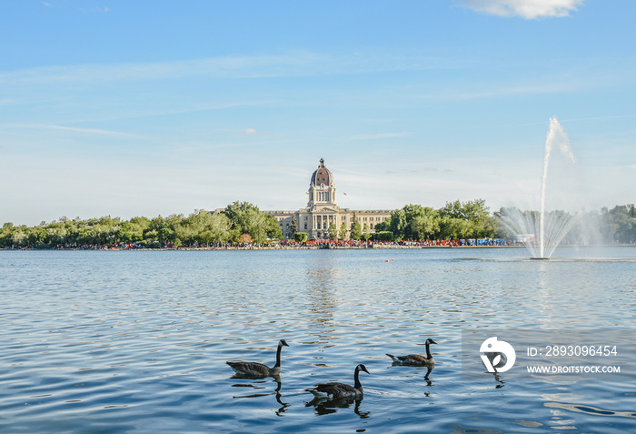 ducks on the lake. Regina. Saskatchewan