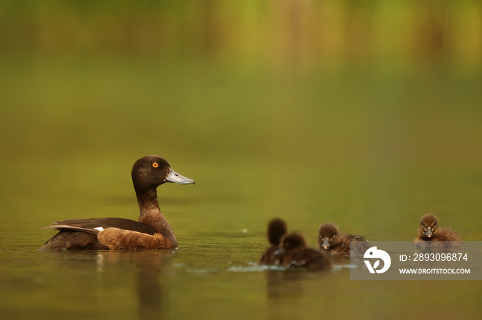 tufted duck (Aythya fuligula) with her family of little ducklings