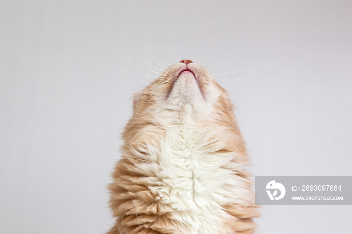 Britisch Kurzhaar Kätzchen streckt und reckt sich und zeigt die Kehle; Katze flauschige Hauskatze gu
