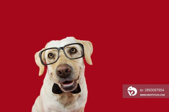 Lovely labrador dog wearing glasses and black neck tie. Isolated against red colored background.