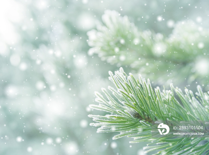 冬天的自然背景是霜冻中的松枝