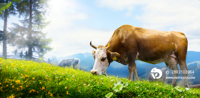 art cow grazing in a mountain meadow