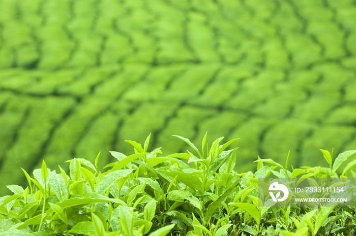 以种植园为背景的茶叶(上午)